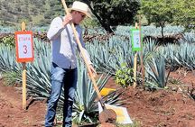 Classic Tequila Tour and CANTARITOS EL GÜERO