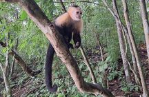 Monkey Island: The Wild Life Safari at Gatun Lake