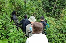 Golden Monkey Tracking Day Pass
