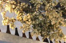 Discovery of the La Senne Brewery