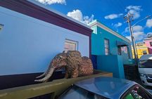 Full Day Cape Peninsula tour from Cape Town