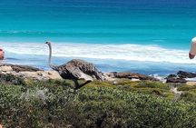 Full Day Cape Peninsula tour from Cape Town