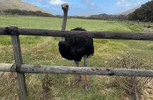 Full Day Cape Peninsula tour from Cape Town