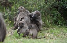 Full Day Cape Peninsula tour from Cape Town