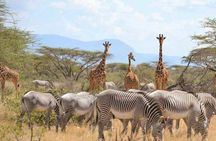 3 Days Samburu National Reserve Private Safari from Nairobi