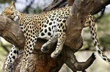 3 Days Samburu National Reserve Private Safari from Nairobi