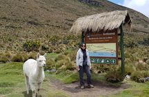 Antisana Condor Tour from Quito