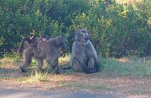 From CapeTown:To Chapman's Peak, Penguins Half -Day Tour 