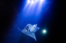 Snorkel With Giant Manta Rays In Kailua Kona