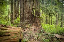 West Coast Big Tree Beach and Waterfall Adventure