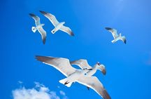 Punta Cana Saona Island Full Day Catamaran And Drink Pickup Hotel