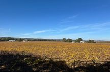 Adelaide City Highlights via Hahndorf Half-Day Tour