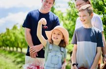 Puffing Billy Steam Train & Cherry Picking Tour from Melbourne