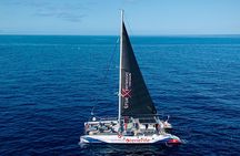 Whale Watching and Listening Eco Catamaran Tour with Food Tasting 