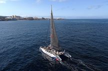5 hrs. Watching and listening whales and dolphins visiting Los Gigantes