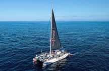Whale Watching and Listening Eco Catamaran Tour with Food Tasting 