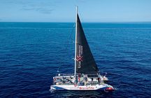 Whale watching and listening Eco-Catamaran Tour with Food Tasting