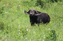 4 Days Serengeti NP, Ngorongoro Crater & Tarangire NP Safari