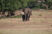Yala National Park Tour From Hambantota Port 
