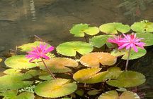 Discovery of Tahiti Nui Island 