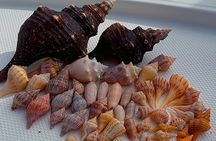  Private 4 Hour Shelling , Fishing and Eco Tour Marco Island FL