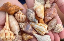 Private 4 Hour Shelling Adventure 10,000 Islands and Marco Island