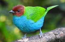 Jungle Tour Bird Watching and Local Fauna from Guatapé