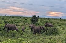 2 Days Queen Elizabeth National Park Safari