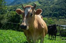 Private Guided Tour of Cheese in Canaan de Rivas