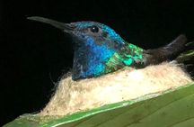 Sarapiqui Rainforest Night Walk : Wildlife & Adventure.