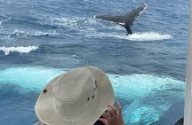 Mooloolaba Whale Watching – Small Group Tour