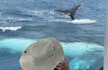 Adventure Whale Watching Tour Mooloolaba