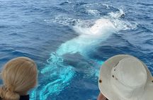 Adventure Whale Watching Tour Mooloolaba