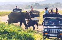 All inclusive leopard safari Wilpattu with guide