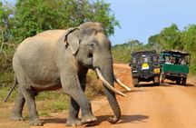 All inclusive leopard safari Wilpattu with guide