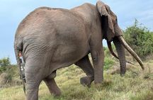 3 Days Masai Mara Group Budget safari in 4x4 Jeep Daily Tour