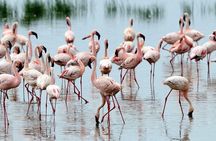 4 Days Masai Mara & Lake Nakuru Budget Group Safari in a 4x4 Jeep