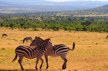 4 Days Masai Mara & Lake Nakuru Budget Group Safari in a 4x4 Jeep
