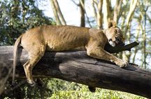 4 Days Masai Mara & Lake Nakuru Budget Group Safari in a 4x4 Jeep