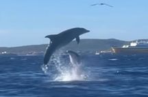 Dolphin-spotting SUP tour with Golfo Aranci aperitif