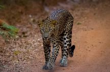 All inclusive leopard safari Wilpattu with guide