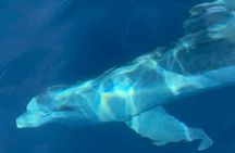 Dolphin-spotting SUP tour with Golfo Aranci aperitif