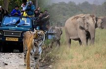 Wild Encounters: Same-Day Safari to Sariska & Jhalana from Delhi