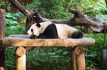 Private Car Tour: Dujiangyan Panda Valley and Irrigation System