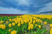 Keukenhof Gardens and Delft Guided Tour from Amsterdam