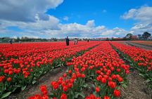 Keukenhof Gardens and Delft Guided Tour from Amsterdam