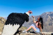 Arequipa: Colca Canyon Full Day - Ending in Arequipa