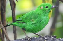Full-Day Private Cloud Forest Hummingbird Feeders &Quito Old Town