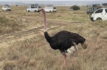 National Park Half-Day Group Tour in Nairobi with Pickup