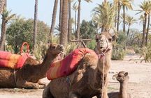 Marrakech: 2-Hour Quad Bike & Camel Ride in Palmeraie